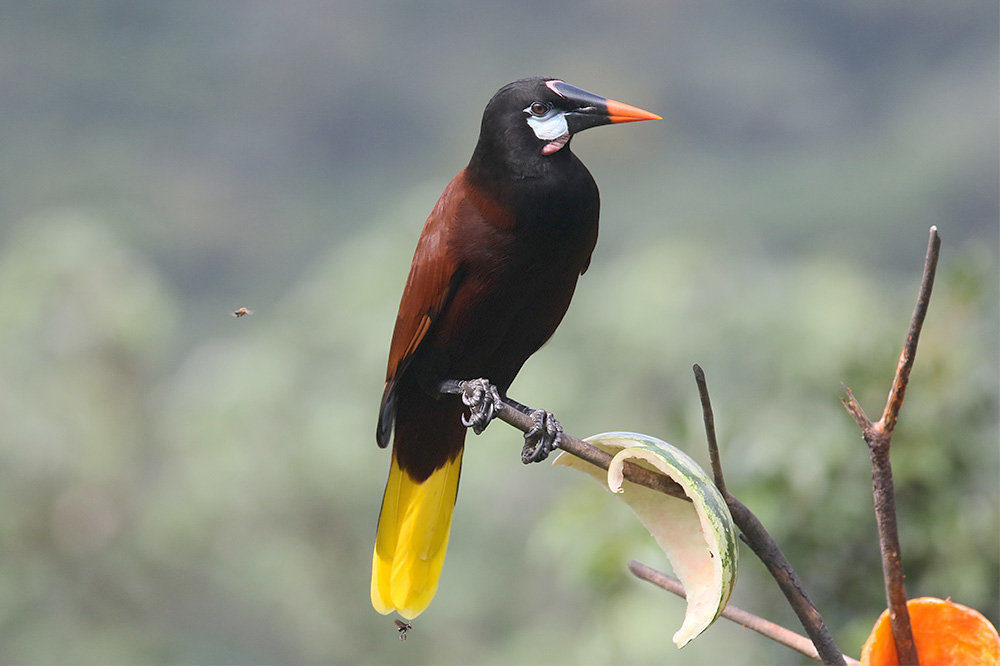 Montezuma's Oropendola by Mick Dryden