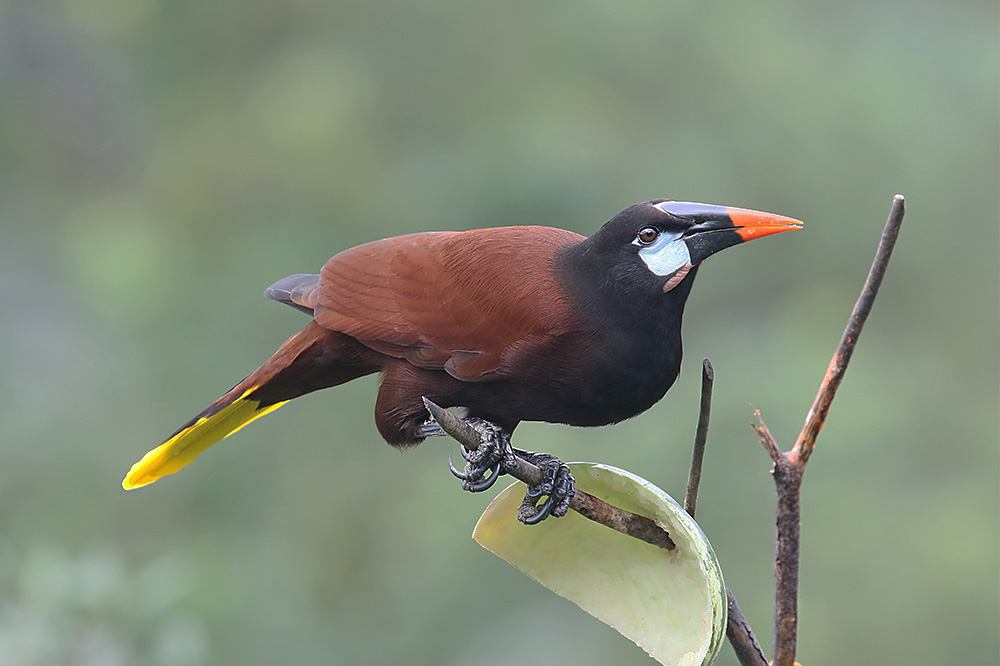 Montezuma's oropendola by Mick Dryden