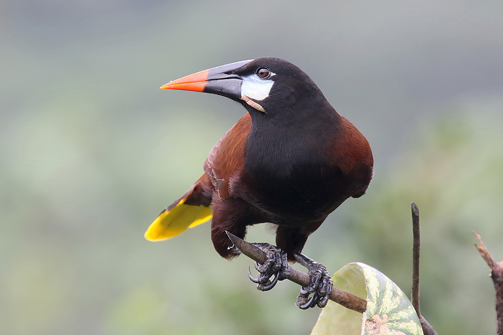 Montezuma's Oropendola by Mick Dryden