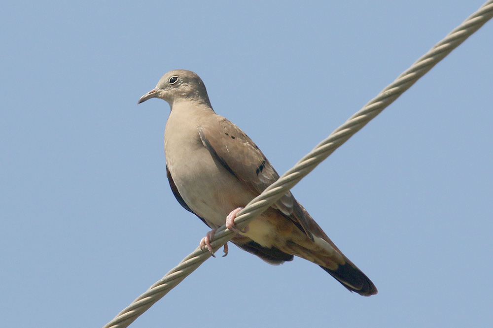 Mourning Dove by Mick Dryden