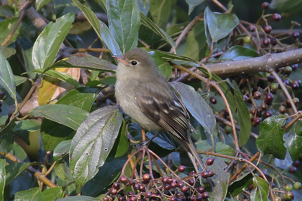 Mountain Elaenia by Mick Dryden