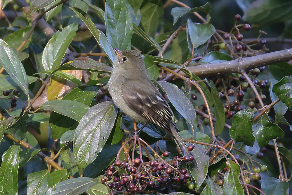 Mountain Elaenia by Mick Dryden