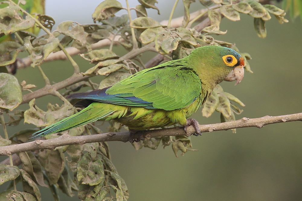 Orange-fronted Parrot by Mick Dryden