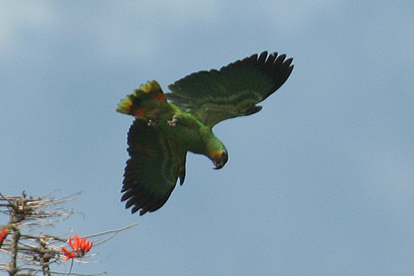 Orange-winged Parrot by Mick Dryden