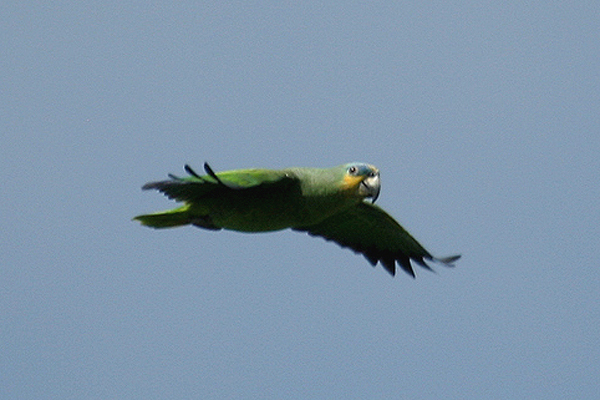 Orange-winged Parrot by Mick Dryden