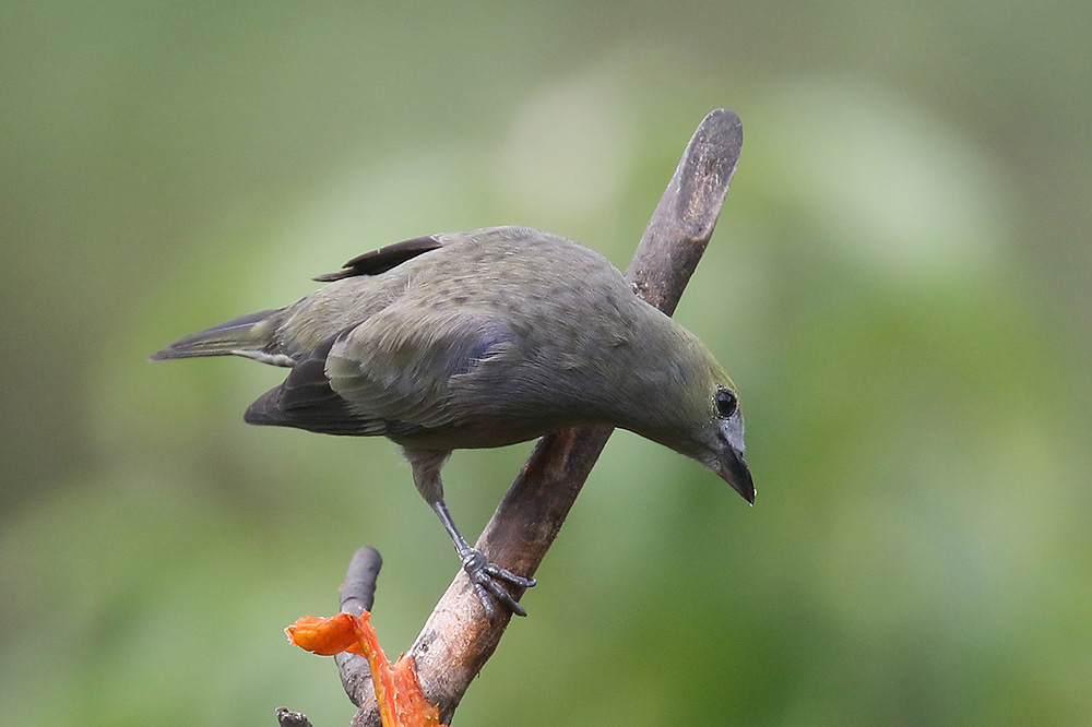 Palm Tanager by Mick Dryden