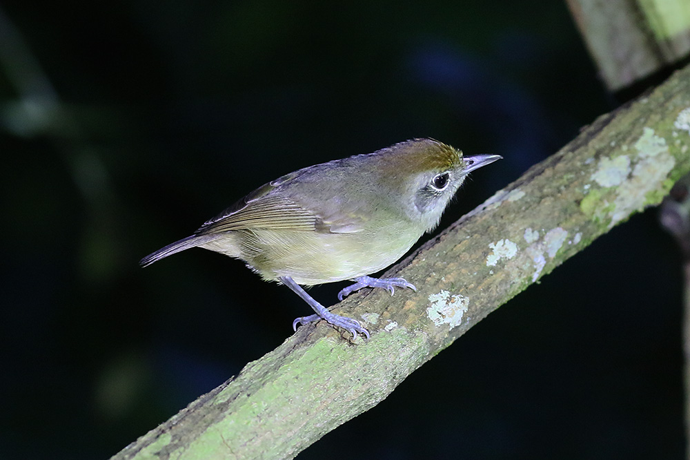 Plain Antvireo by Mick Dryden