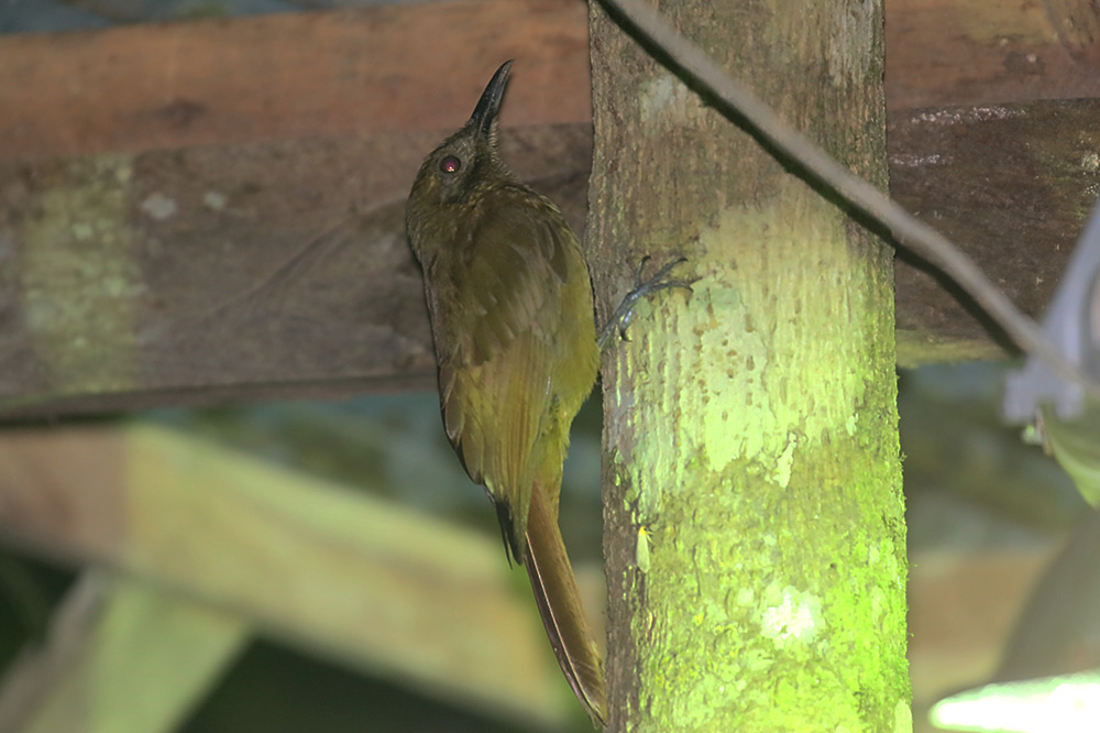 Plain Brown Woodcreeper by Mick Dryden