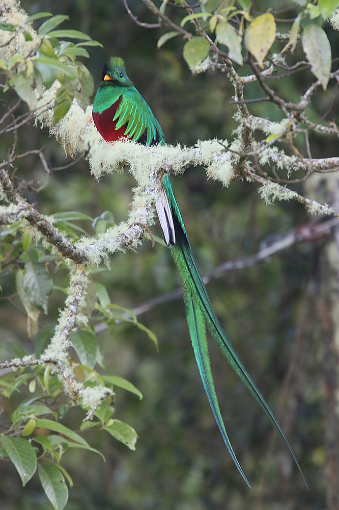 Resplendent Quetzel by Mick Dryden