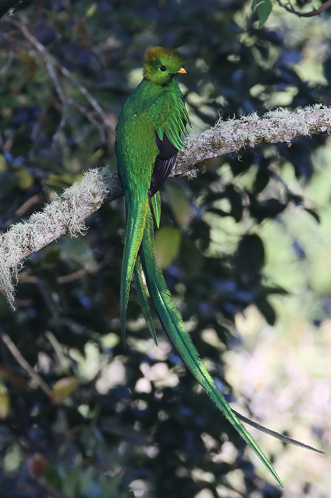 Resplendent Quetzel by Mick Dryden
