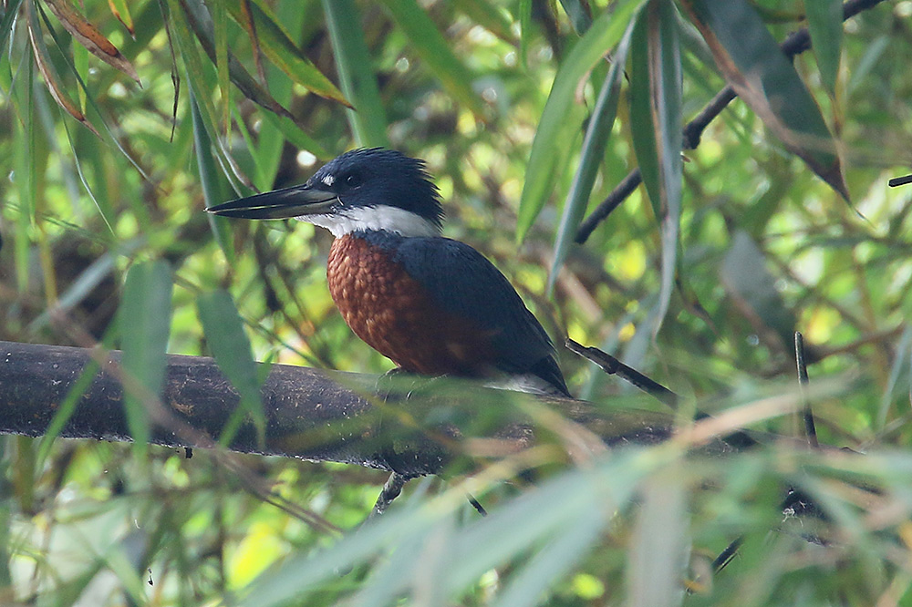 Ringed Kingfisher by Mick Dryden