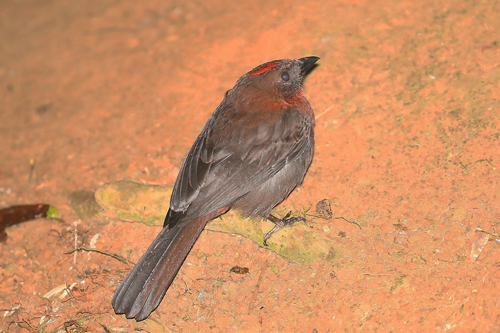 Red-throated Ant-Tanager by Mick Dryden