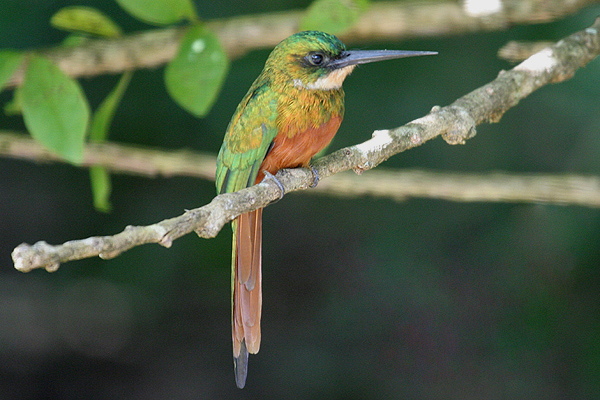 Rufous-tailed Jacamar by Mick Dryden