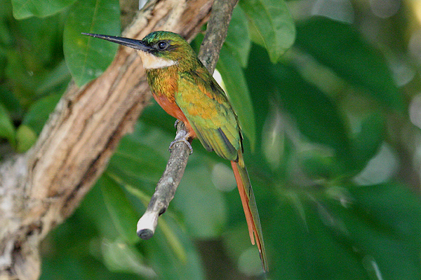 Rufous-tailed Jacamar by Mick Dryden