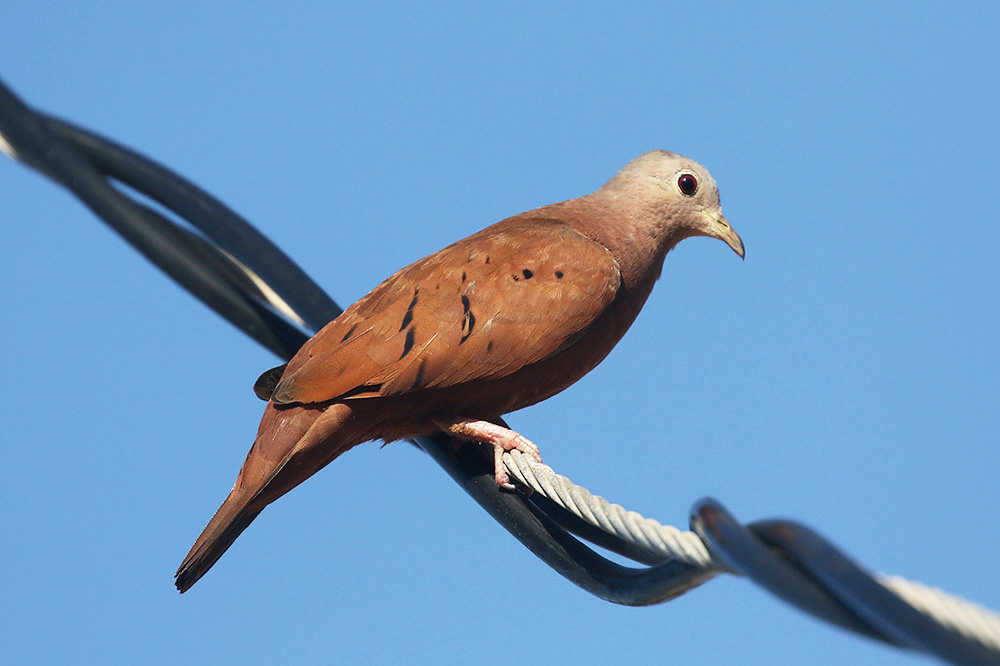 Ruddy Ground-Dove by Mick Dryden