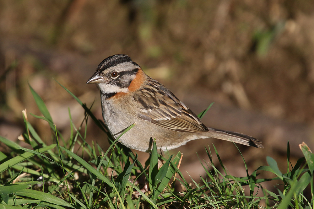 Rufous-collared Sparrow by Mick Dryden