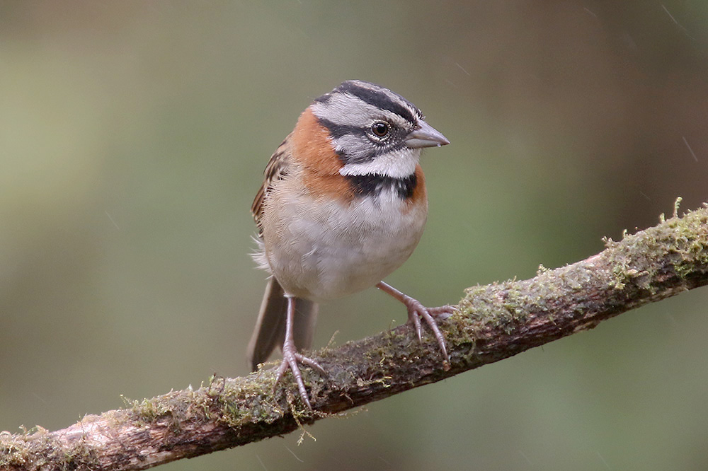 Rufous-collared Sparrow by Mick Dryden