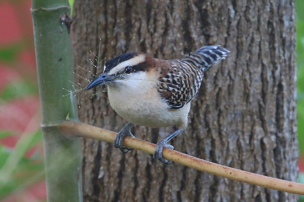 Rufous-naped Wren by Mick Dryden