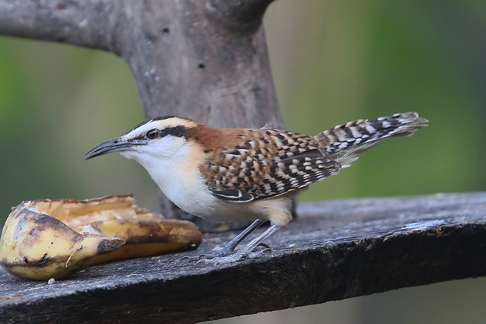 Rufous-naped Wren by Mick Dryden