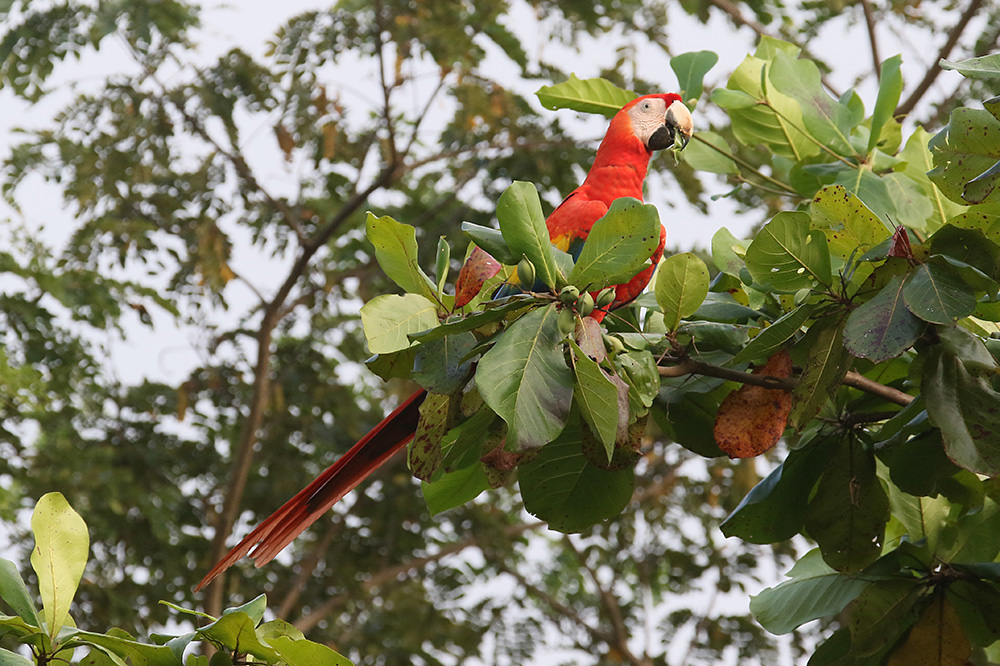 Scarlet Macaw by Mick Dryden