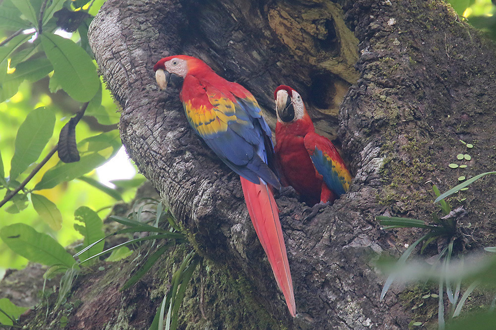 Scarlet Macaws by Mick Dryden