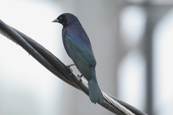 Shiny Cowbird by Mick Dryden