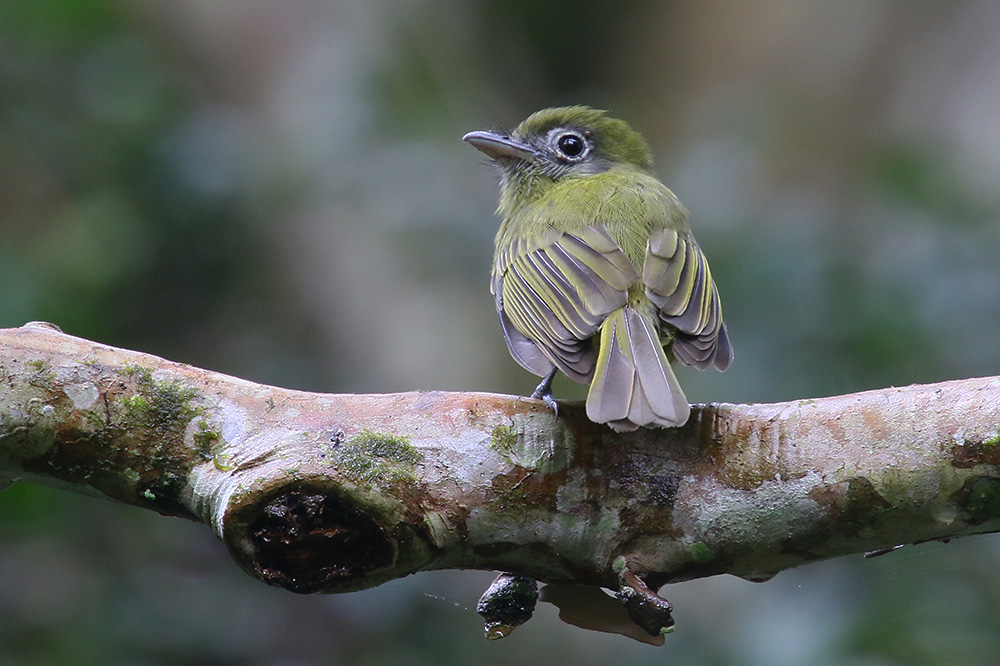 Slate-headed Tody-Flycatcher by Mick Dryden