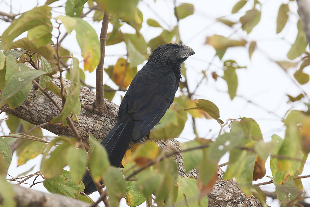 Smooth-billed Ani by MIck Dryden