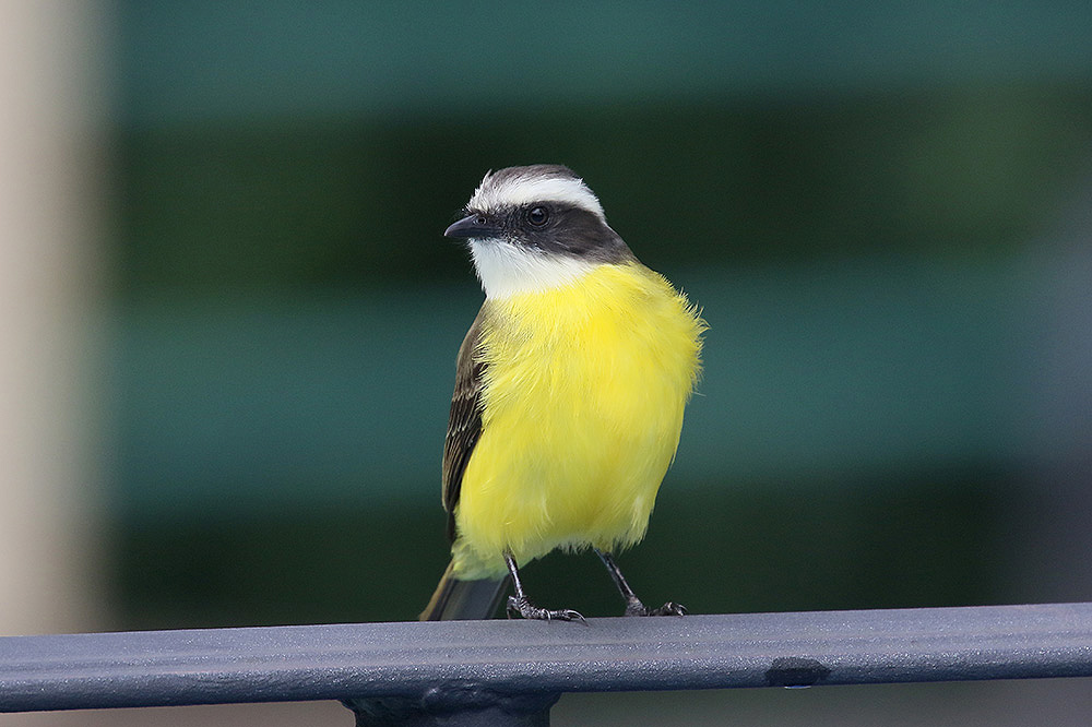 Social Flycatcher by Mick Dryden