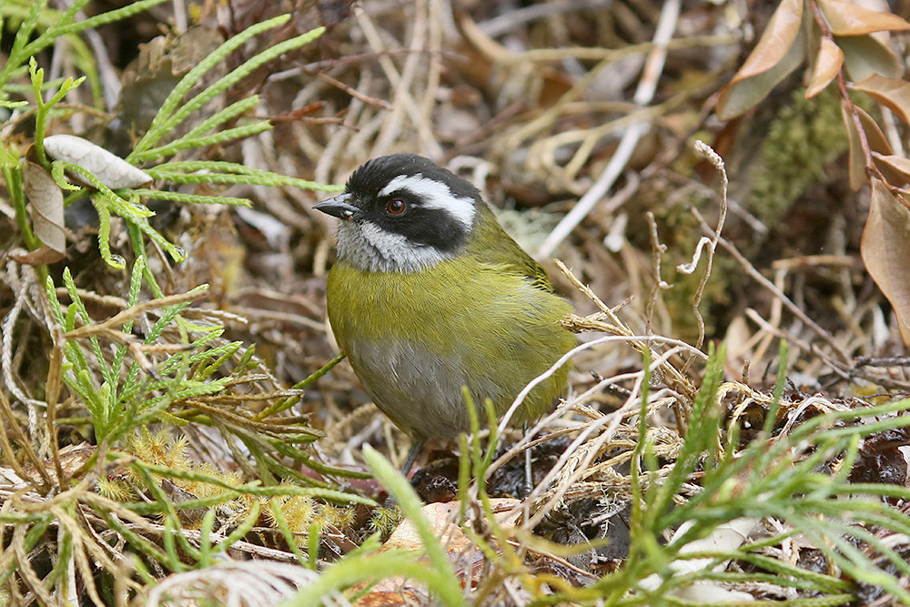Sooty-capped Chlorospingus by Mick Dryden