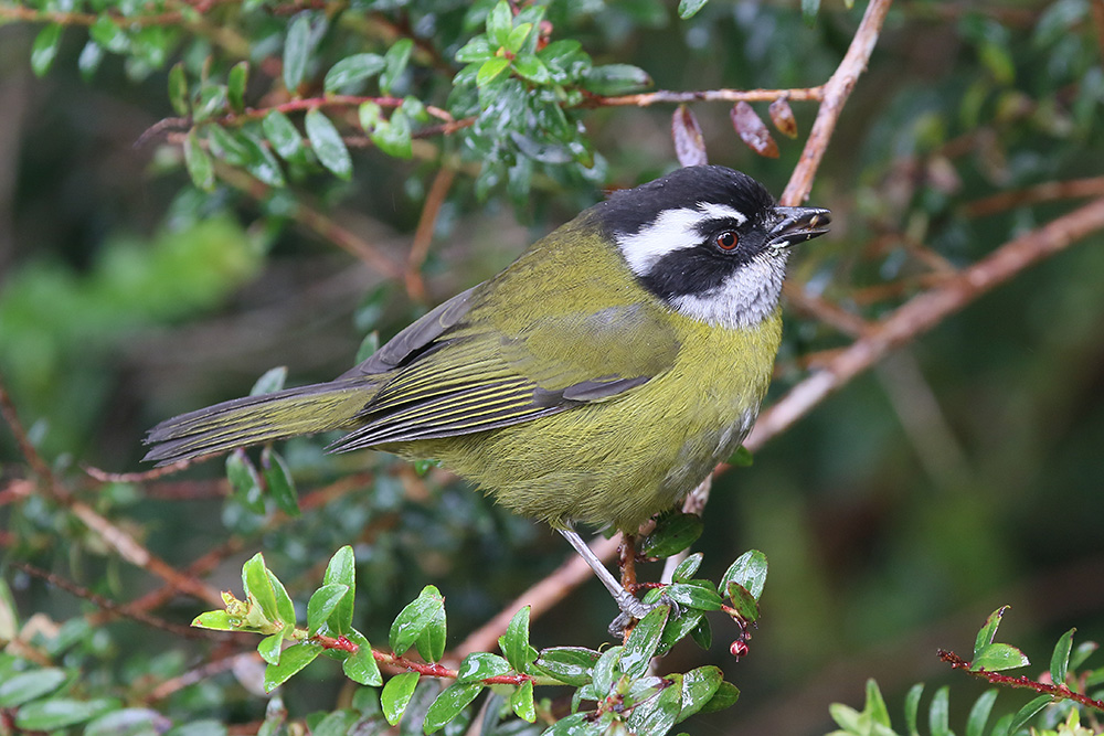 Sooty-capped Chlorospingus by Mick Dryden