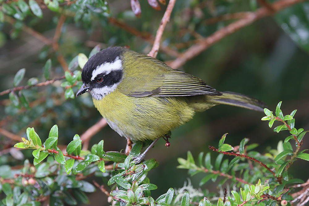 Sooty-capped Chlorospingus by Mick Dryden