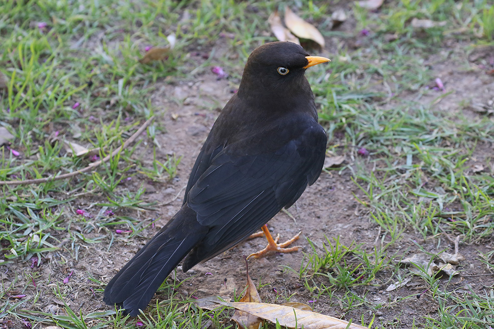 Sooty Thrush by Mick Dryden