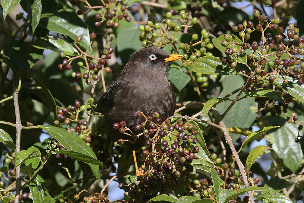 Sooty Thrush by Mick Dryden