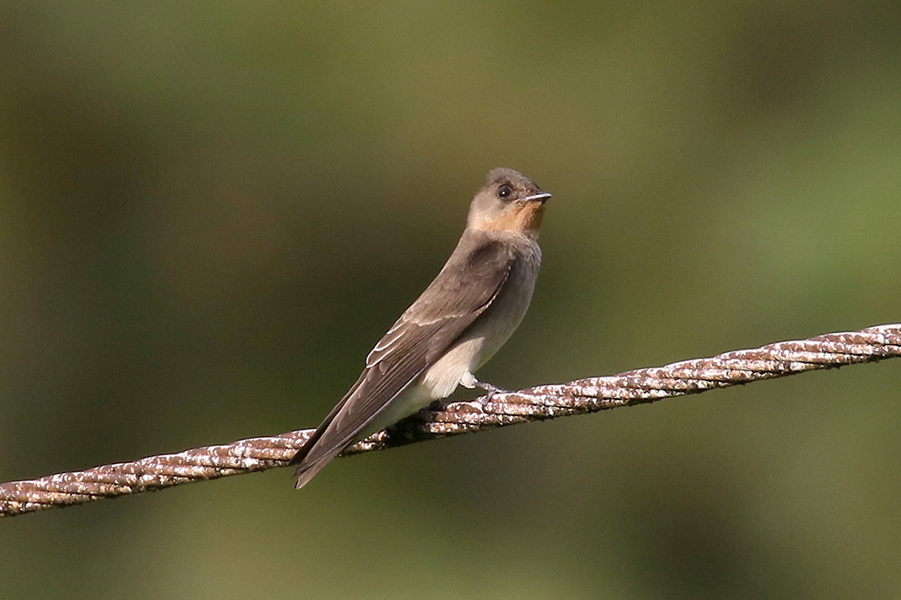 Southern Rough-wing Swallow by Mick Dryden