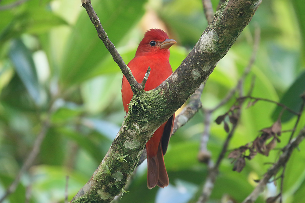 Summer Tanager by Mick Dryden