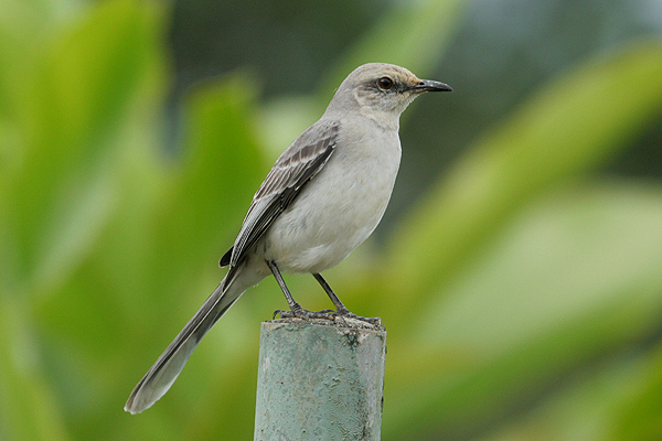Tropical Mockingbird by Mick Dryden