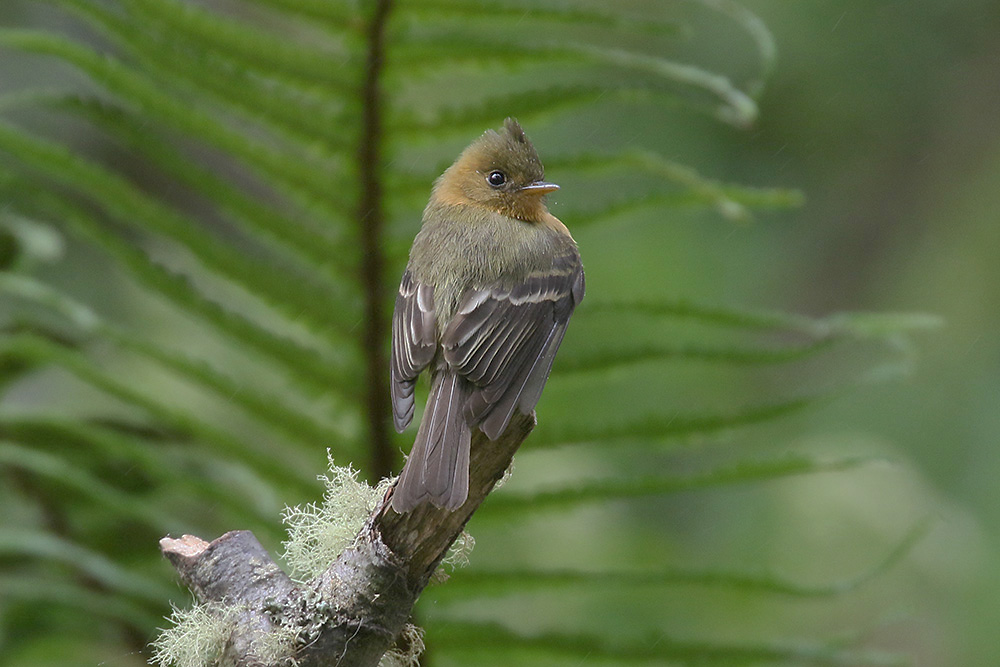 Tufted Flycatcher by Mick Dryden