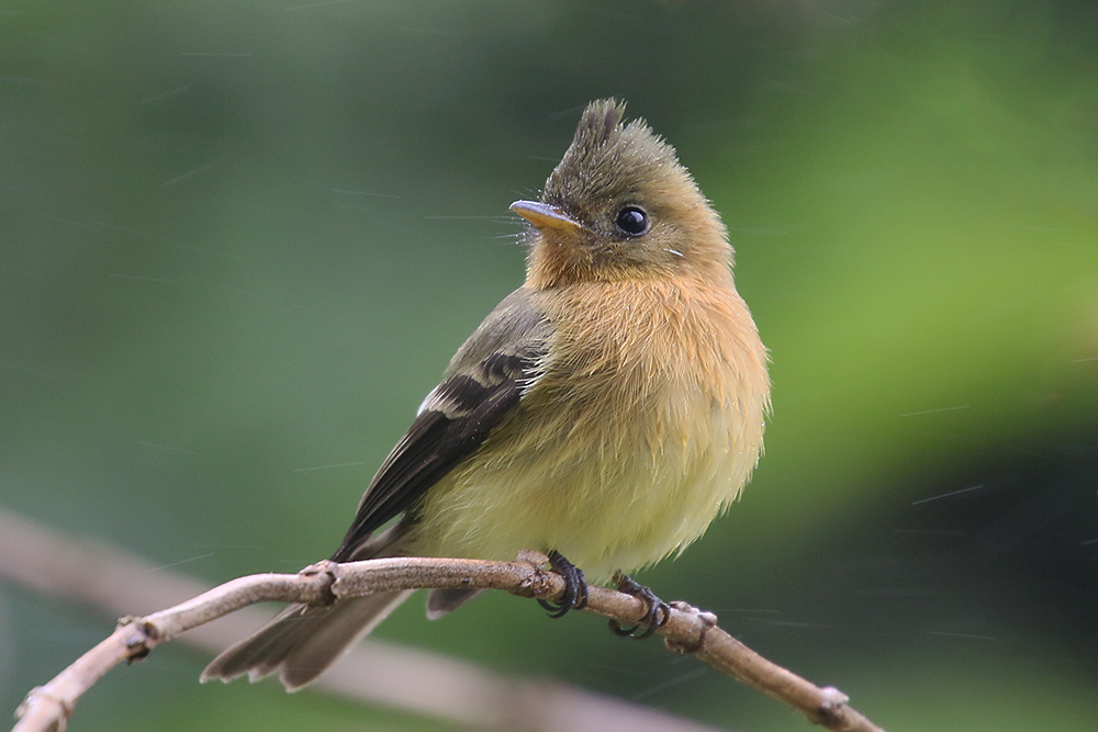Tufted Flycatcher by Mick Dryden