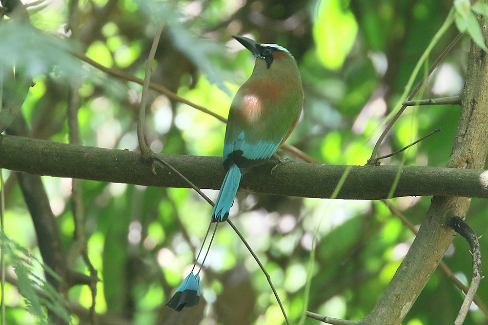 Turquoise-browed Motmot by Mick Dryden