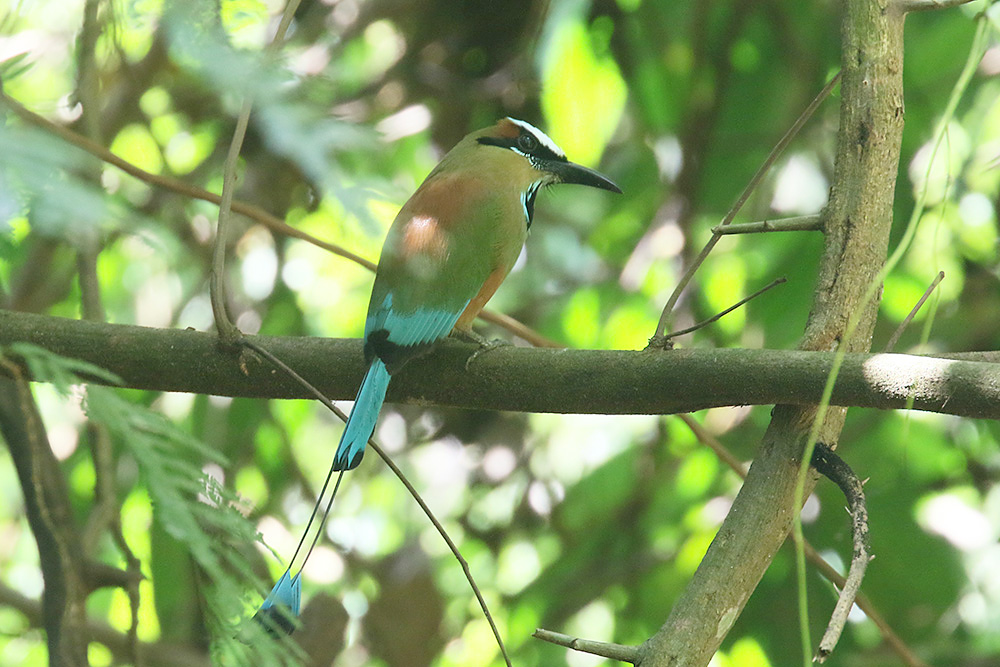 Turquoise-browed Motmot by Mick Dryden