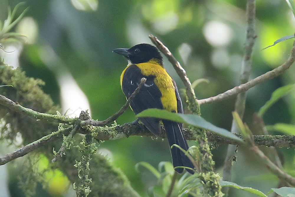 White-throated Shrike-Tanager by Mick Dryden