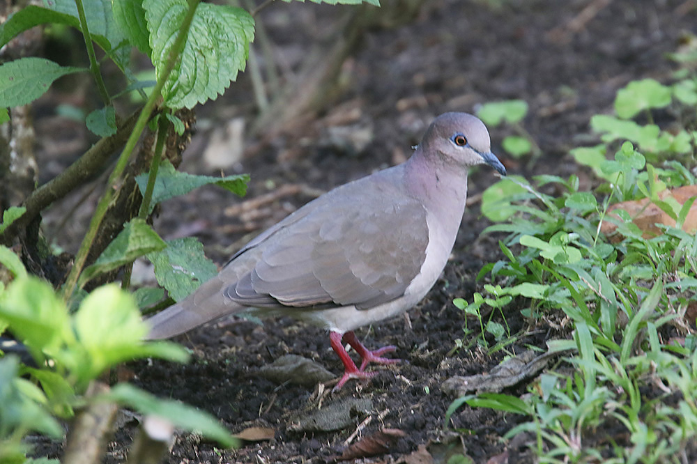 White-tipped Dove by Mick Dryden