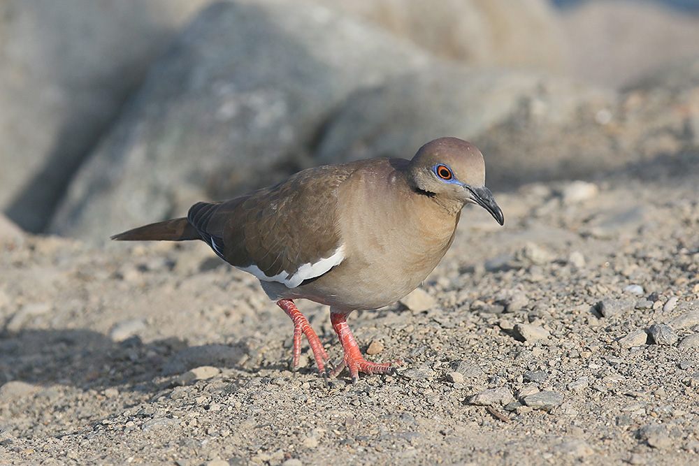 White-winged Dove by Mick Dryden