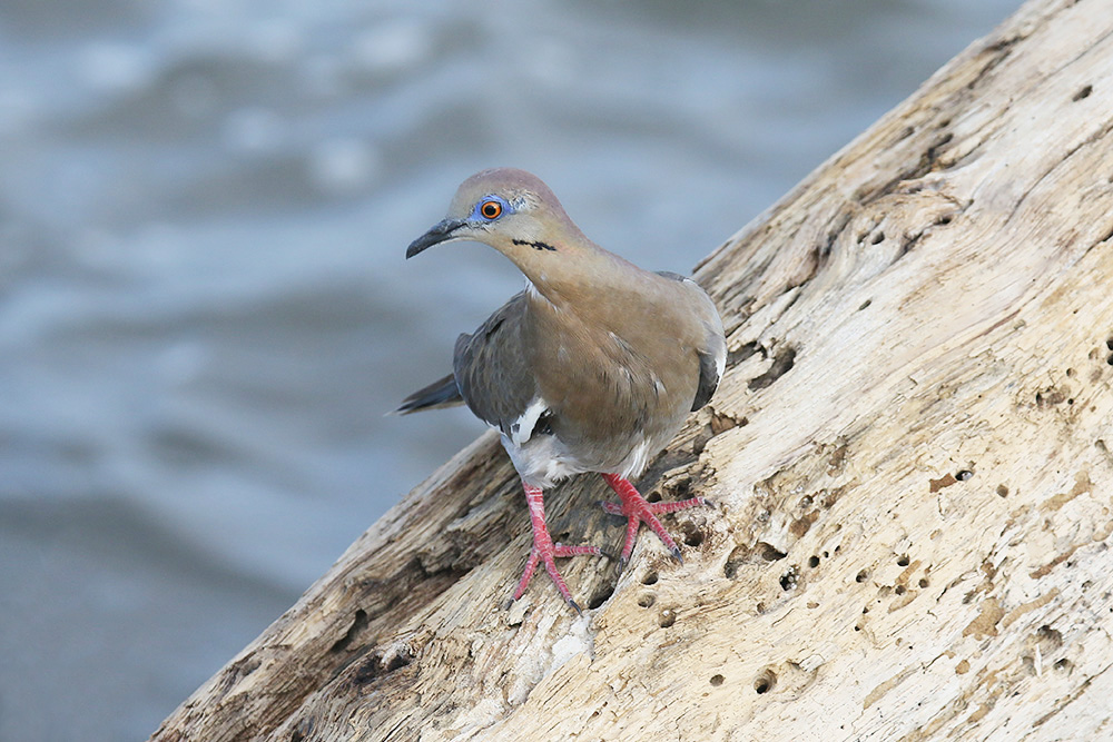 White-winged Dove by Mick Dryden