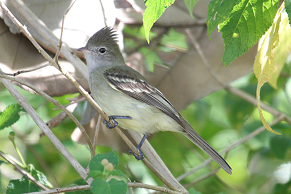 Yellow-bellied Elaenia by Mick Dryden