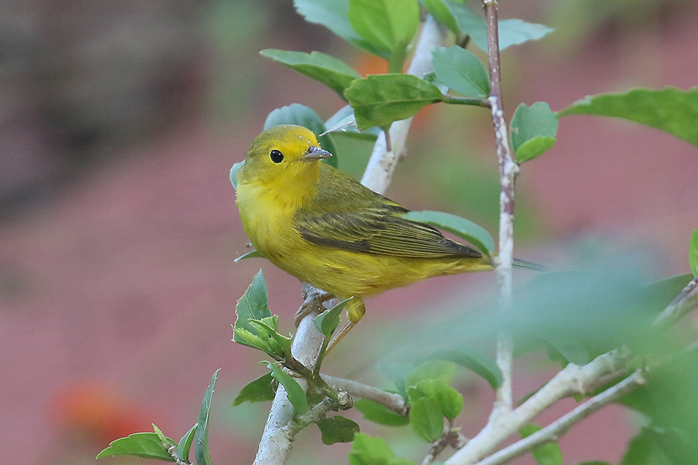 Yellow Warbler by Mick Dryden