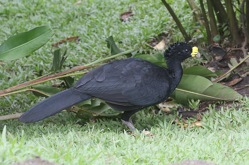 Great Curassow by Mick Dryden