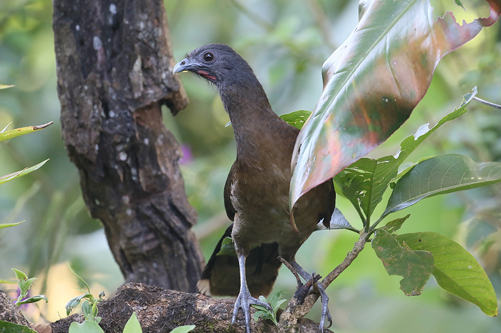Gray-headed Chachalaca by Mick Dryden