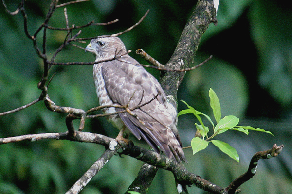 Broad-winged Hawk by Mick Dryden